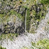 Plants: image 124 Of 208 Thumb